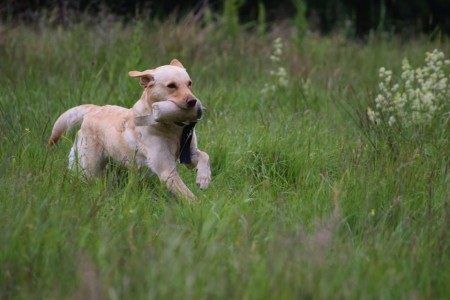 Glen (Abergowans Glenmorangie)